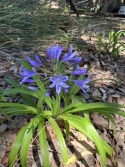 Agapanthus praecox