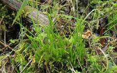 Anthoceros punctatus