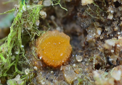 Ramsbottomia crechqueraultii