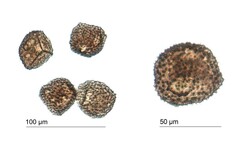 Anthoceros punctatus