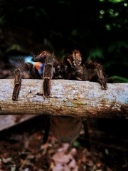 Stichoplastoris asterix