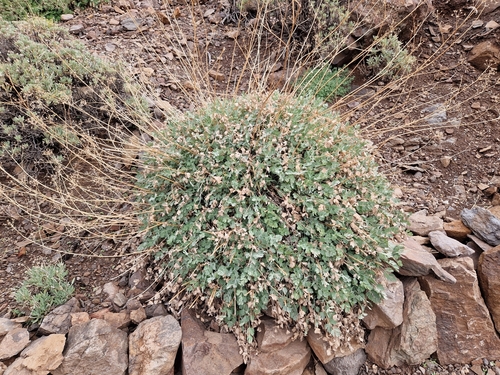 Pimpinella cumbrae image