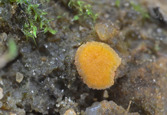 Ramsbottomia crechqueraultii