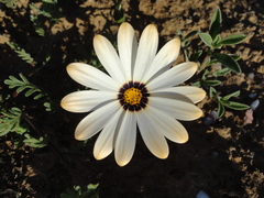 Dimorphotheca pinnata
