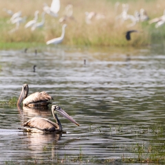 Pelecanus philippensis