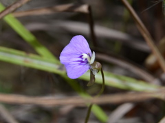 Utricularia bidentata