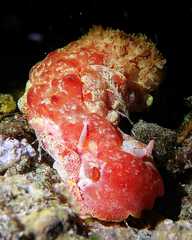 Hexabranchus sanguineus