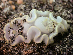 Glossodoris buko