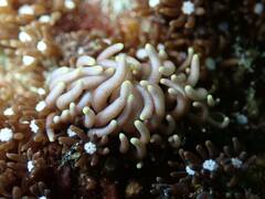 Phyllodesmium briareum