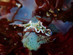 Sagaminopteron psychedelicum