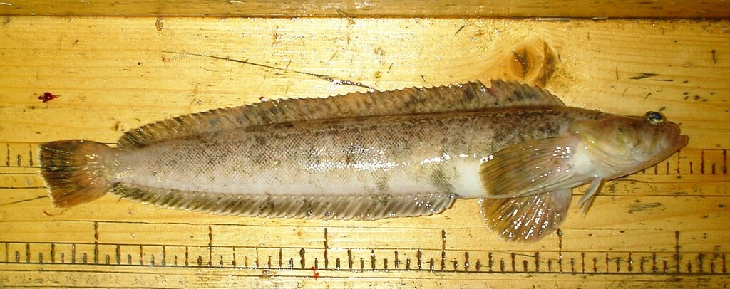 Nozawa's prickleback