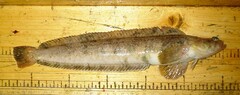 Dinogunellus nozawae
