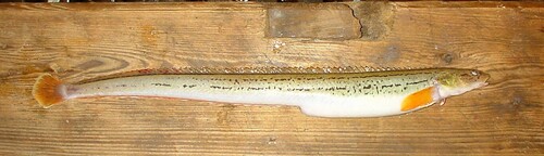 Blackline prickleback (Acantholumpenus mackayi) — Stichaeidae — 2
