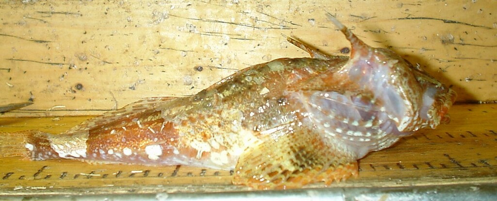 Berg's Longhorn Sculpin