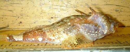 Bergs stierdonderpad (Taurocottus bergii) — Cottidae — 2