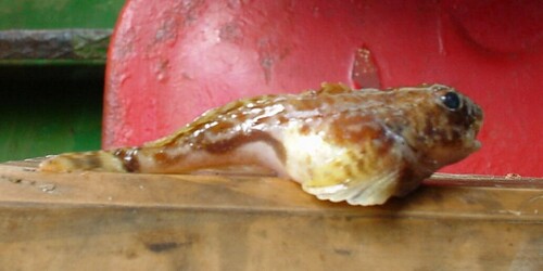Berg's bullhead sculpin (Taurocottus bergii) — Cottidae