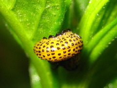 Argidae