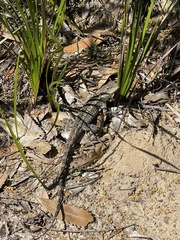 Amphibolurinae