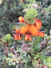 Pultenaea humilis