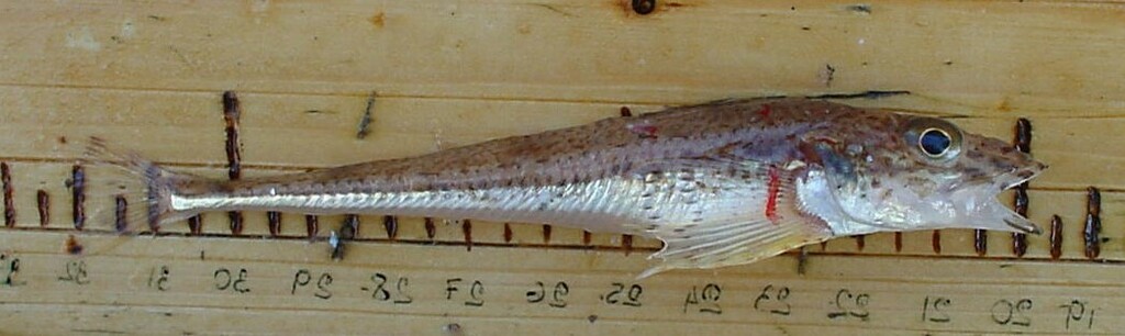 Jordan's Sculpin