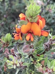Pultenaea humilis