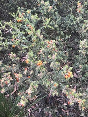 Pultenaea humilis