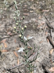 Teucrium racemosum