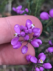 Comesperma ericinum
