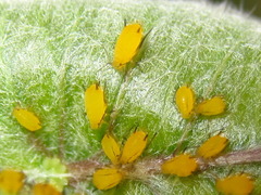 Aphis nerii