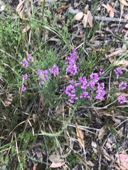 Comesperma ericinum