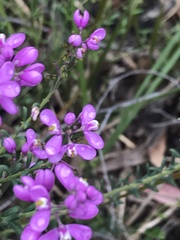 Comesperma ericinum