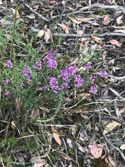 Comesperma ericinum