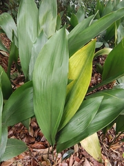 Aspidistra elatior