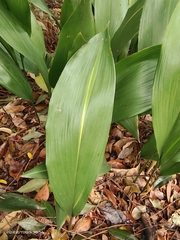 Aspidistra elatior