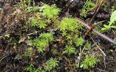 Atrichum selwynii