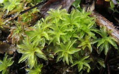 Atrichum selwynii