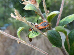 Gminatus australis