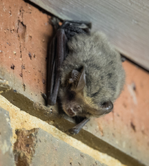 Nyctophilus geoffroyi