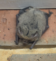 Nyctophilus geoffroyi