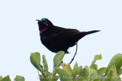 Chalcomitra amethystina