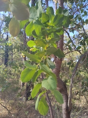 Hakea prostrata