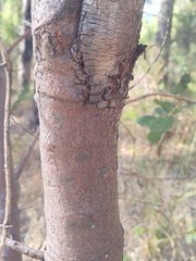 Hakea prostrata