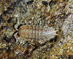 Lucasius pallidus