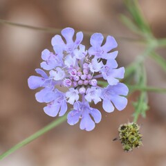 Scabiosa triandra