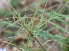 Scabiosa triandra