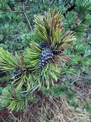 Pinus mugo