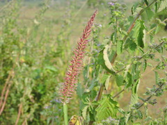 Cenchrus polystachios