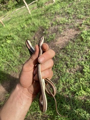 Psammophis orientalis