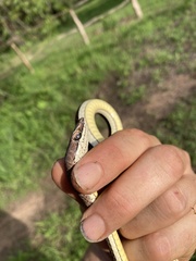 Psammophis orientalis