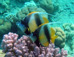 Heniochus intermedius